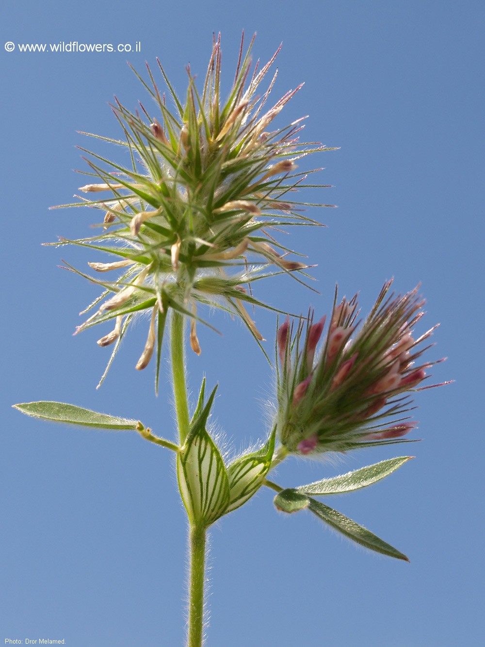 Trifolium dasyurum
